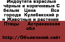 Индоутята взраслые чёрные и коричневые С белым › Цена ­ 450 - Все города, Кулебакский р-н Животные и растения » Птицы   . Астраханская обл.